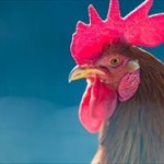 ニワトリを食いに来た狐に逆襲！！ニワトリが狐を激しくくちばしで突き殺害 	