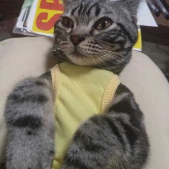 実物のﾈｺﾁｬﾝたちセカンド246