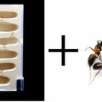 ありんこ日記　AntRoom