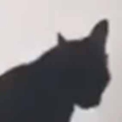 ２匹のネコのところに「ルンバ」が近づいて行く。今は取り込み中だ、あっちいけ！ → 猫はこうした…