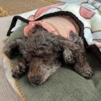 娘宅にはもうクリスマスツリー