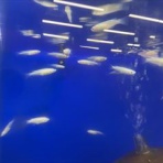 ワンラブ観賞魚部門の入荷情報ブログ！