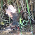 羽ばたく緋水鶏を撮る🪿（多々良沼公園）