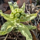 フキノトウ咲き水仙枯れ