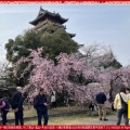 京都伏見城の桜満開前のお花見(2)／花前カレン