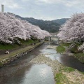 桜の季節🌸