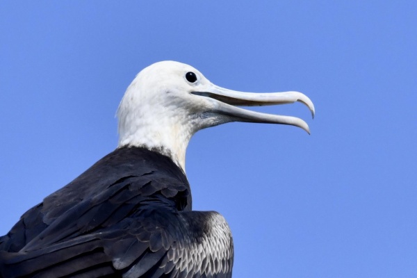 野口洪志の野鳥日記 オオグンカンドリ