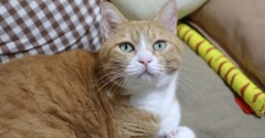 猫が急に返す理由。