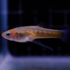 『9月12日(金)熱帯魚入荷情報🐟』の画像