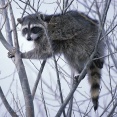【リアル動物】アメリカ都市部のアライグマは性格が穏やかになっているようなのだ