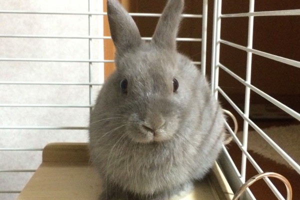 ウサコッツ飼育日記 体重