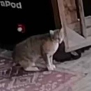 【アニキ】 うちのネコが野良猫に追われて家の中に逃げ込んだ。出てこいや～！… あ  → こんなのが出てきました…