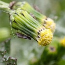 世界に広がるノボロギク