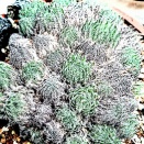 東京農業大学バイオリウムへ⑧(2025年10月)