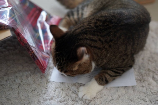 ねことアパートと1人暮らし~とらやんとおらと~ (2020)
