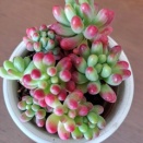 多肉植物の紅葉