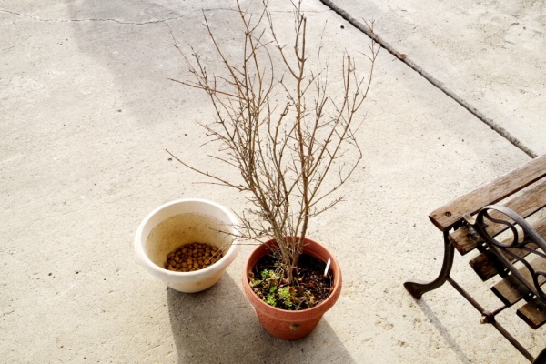 Lucifer S Plant Memo 15 大実ザクロの苗木