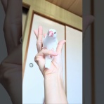 白文鳥のぴーちゃんの記録