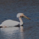 在庫から、印旛沼で撮影した、モモイロペリカンをアップしました。