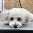 トリミングブログ