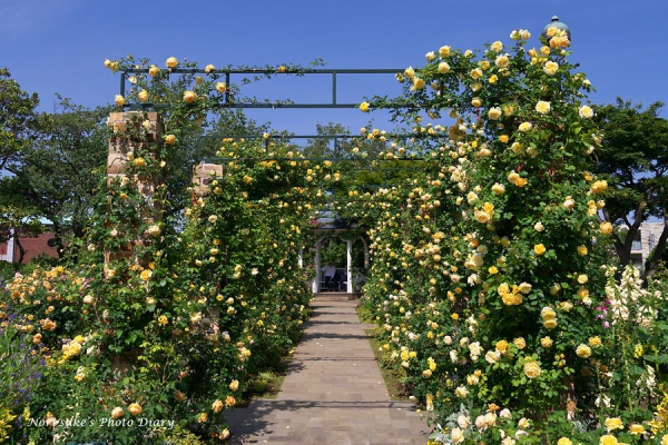 Nori Sukeの写真散歩 港の見える丘公園