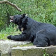 紀伊半島に生息するツキノワグマを違法に捕獲した疑い　韓国人と日本人を逮捕　いずれも容疑否認