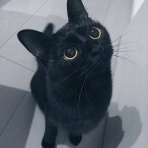 にゃんこ速報～修羅場・キチママ・生活まとめ～