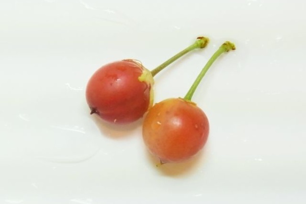 Kochan S ベランダ菜園blog マンションガーデニング 家庭菜園 仙台グルメ キャンペーン情報等 桜
