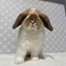 ほわほわともちもちとぷくぷく