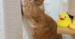 ライバルの外出を確認する猫。