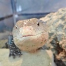 動物園に行きました🐢