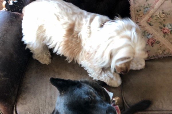 ウチのナマモノ 屋久龍神虎姫 甲斐犬