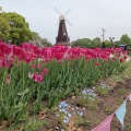 浮間公園のチューリップ、桜草など