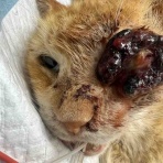 風の動物病院のブログ