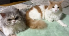 猫たちに「はい、チーズ!」と言ってみたら・・・