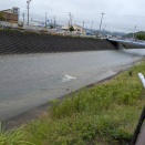 水防資材の棚卸とドクガの駆除