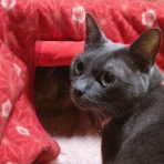 酒とロックな日常