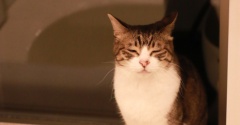 猫と寝てる間に。