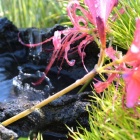 『新・常泉寺　五百羅漢　１』の画像