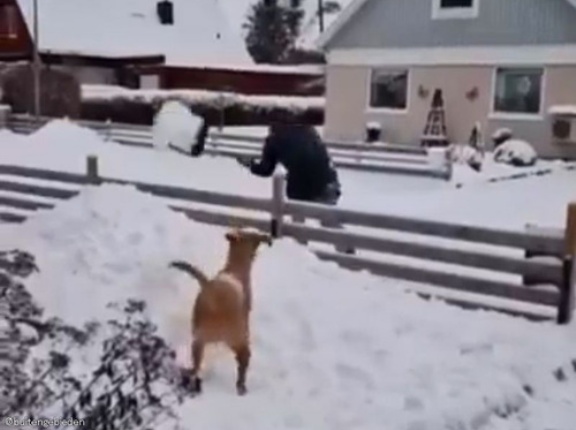 雪かきは重労働だけど…雪遊びが好きな犬いるとこうなる