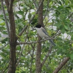 シニアの鳥撮り・素人日記