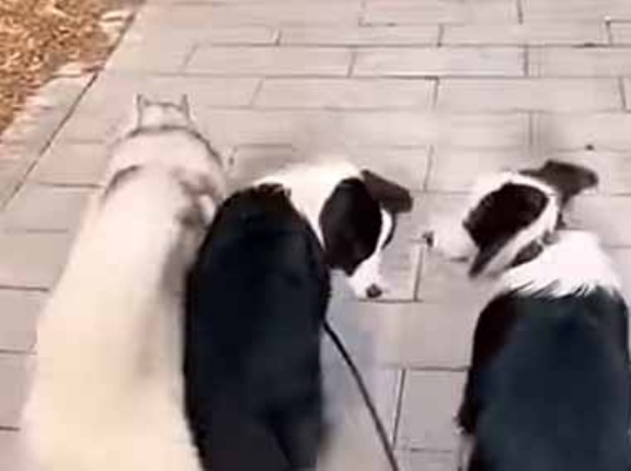 ３匹の犬と散歩していた。わざとリードを落としてみる → １匹はこうなった…