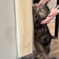 ゴシゴシしてもらいたい猫…壁の前に立ってアピールする（動画）