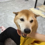 『ワンワンコンビ💛』の画像