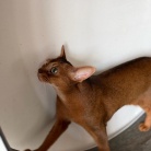 早起きしてサークルを歩くりすたんに、飼い主はビクビクしているのだよ