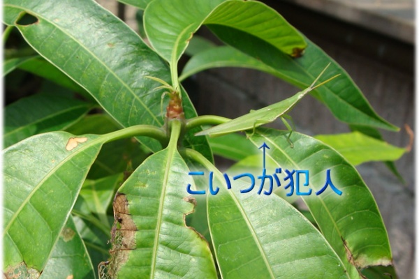 Litchi Garden マンゴー