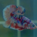 18月9日(金)熱帯魚入荷情報🐟