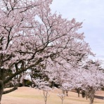 日常の風景と無駄話と