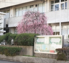交野市役所で枝垂れ梅が咲いてる！