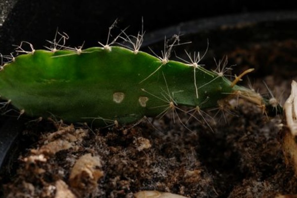 サボテン折れた Jamadaの元ドレスデン生活 メルクリン日記